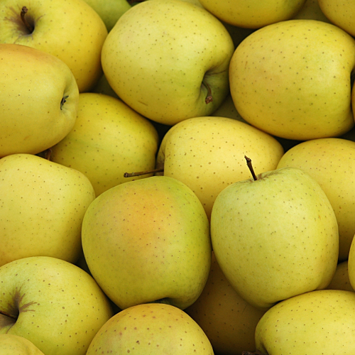 Pommes Golden. Prix au KG