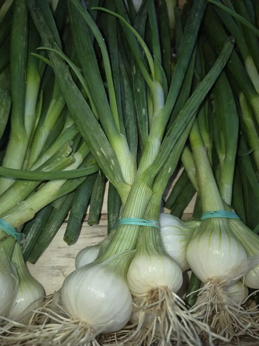 Oignons botte