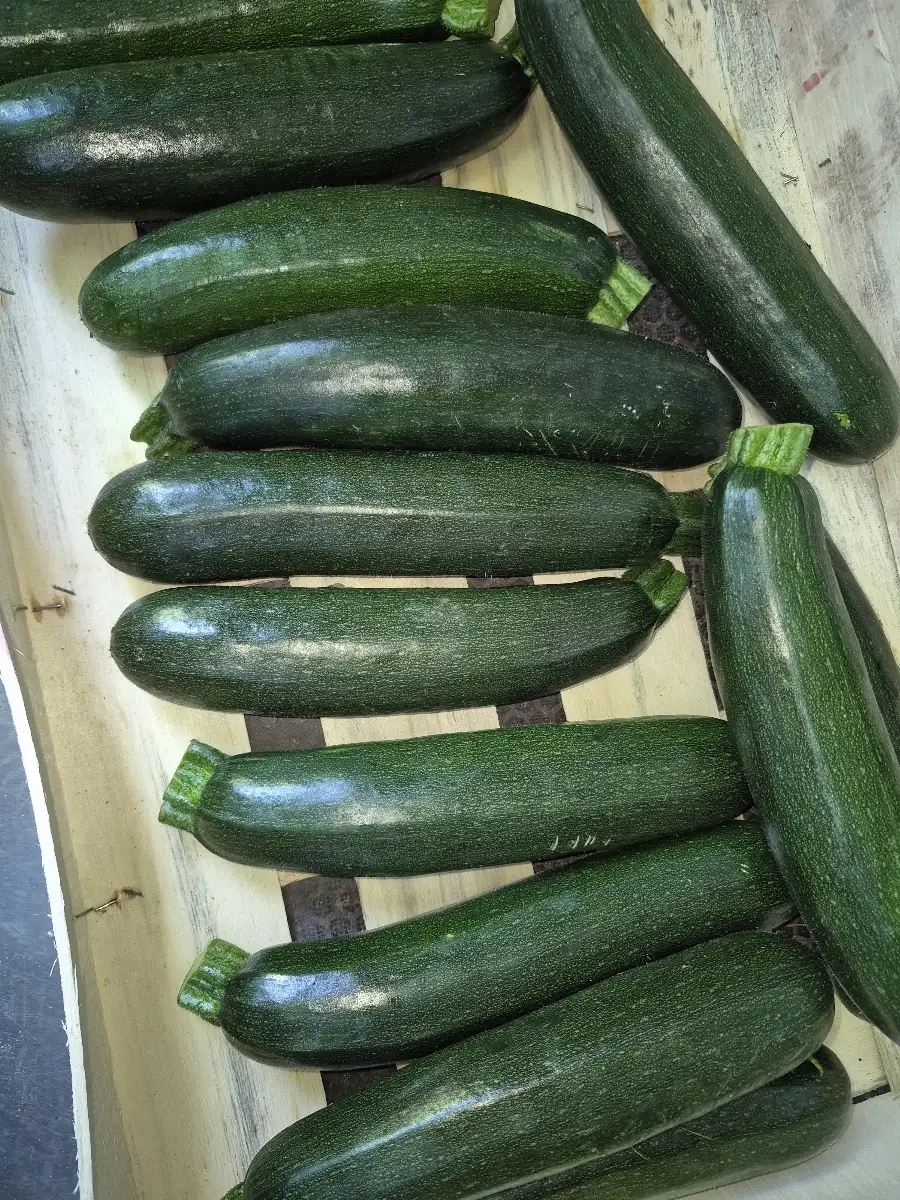 Courgettes Prix au kg
