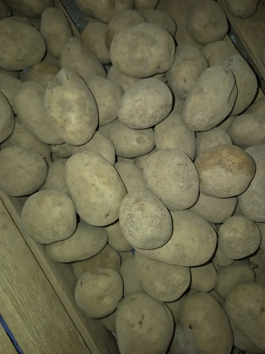 Pomme de terre Binje non lavées