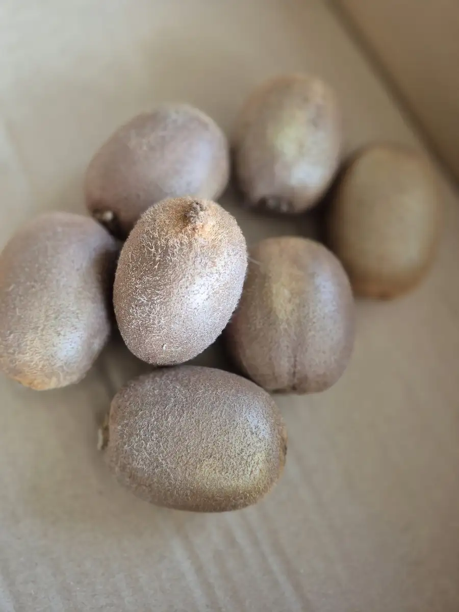 Kiwi