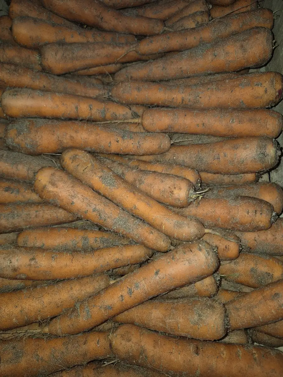 Carottes non lavées