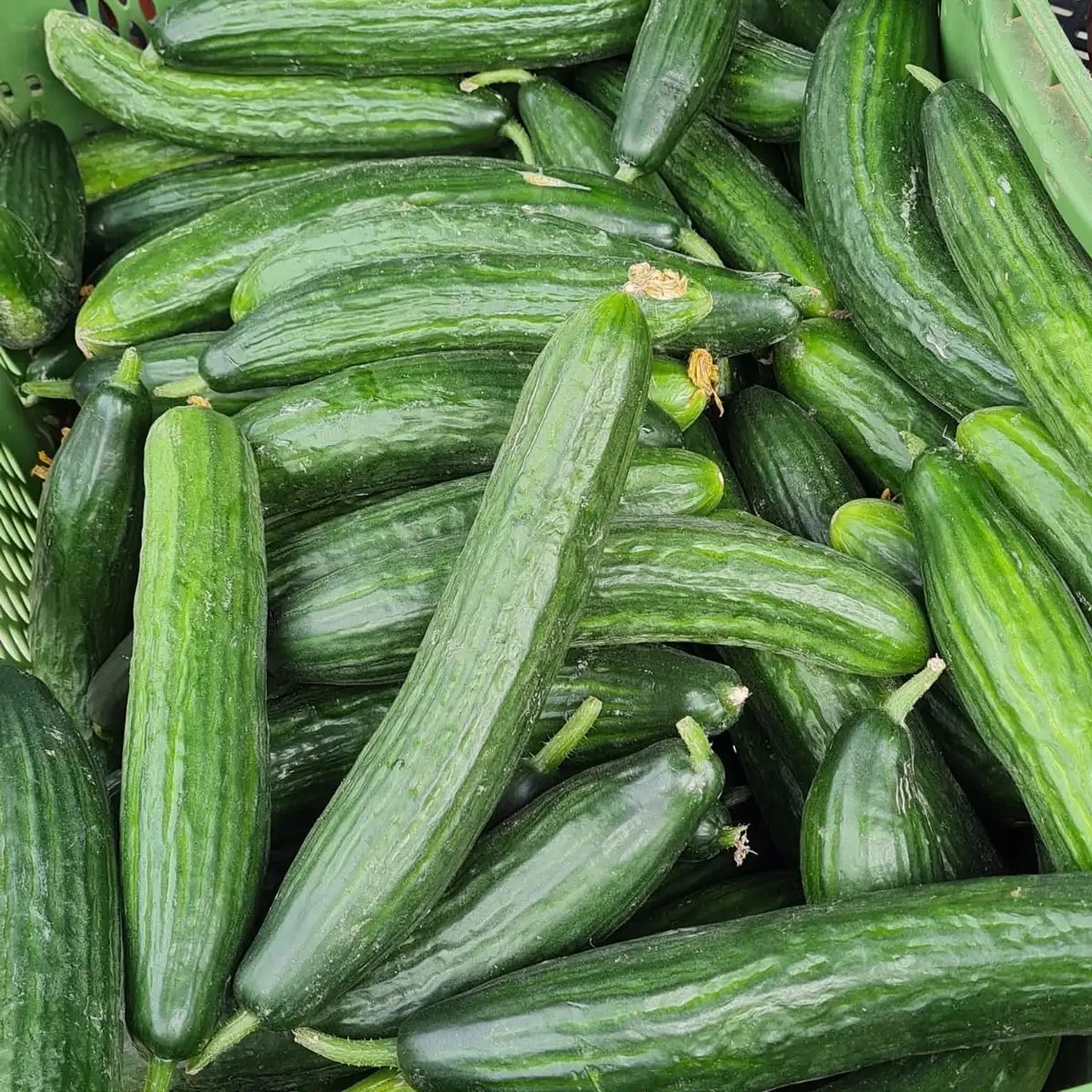 Concombre