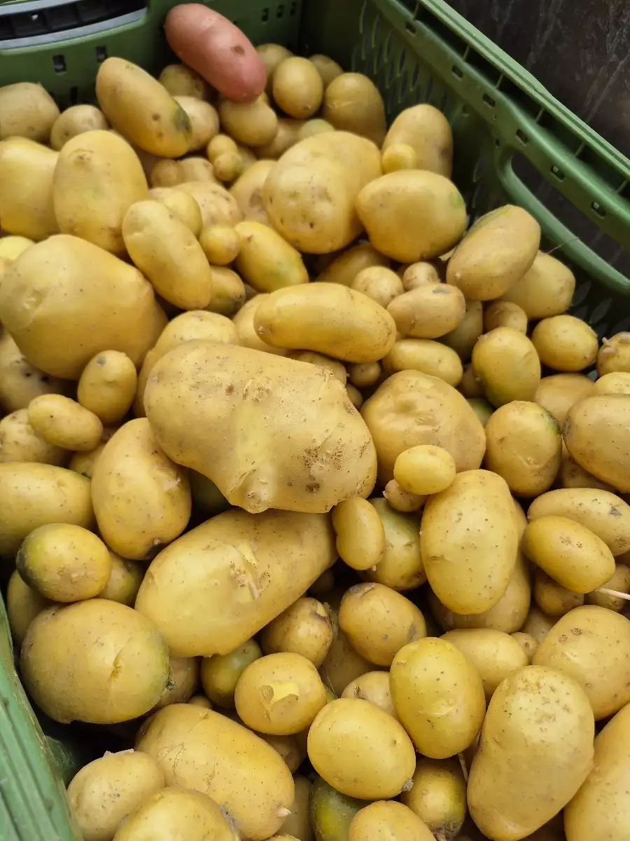 Pomme de terre  Prix au kg