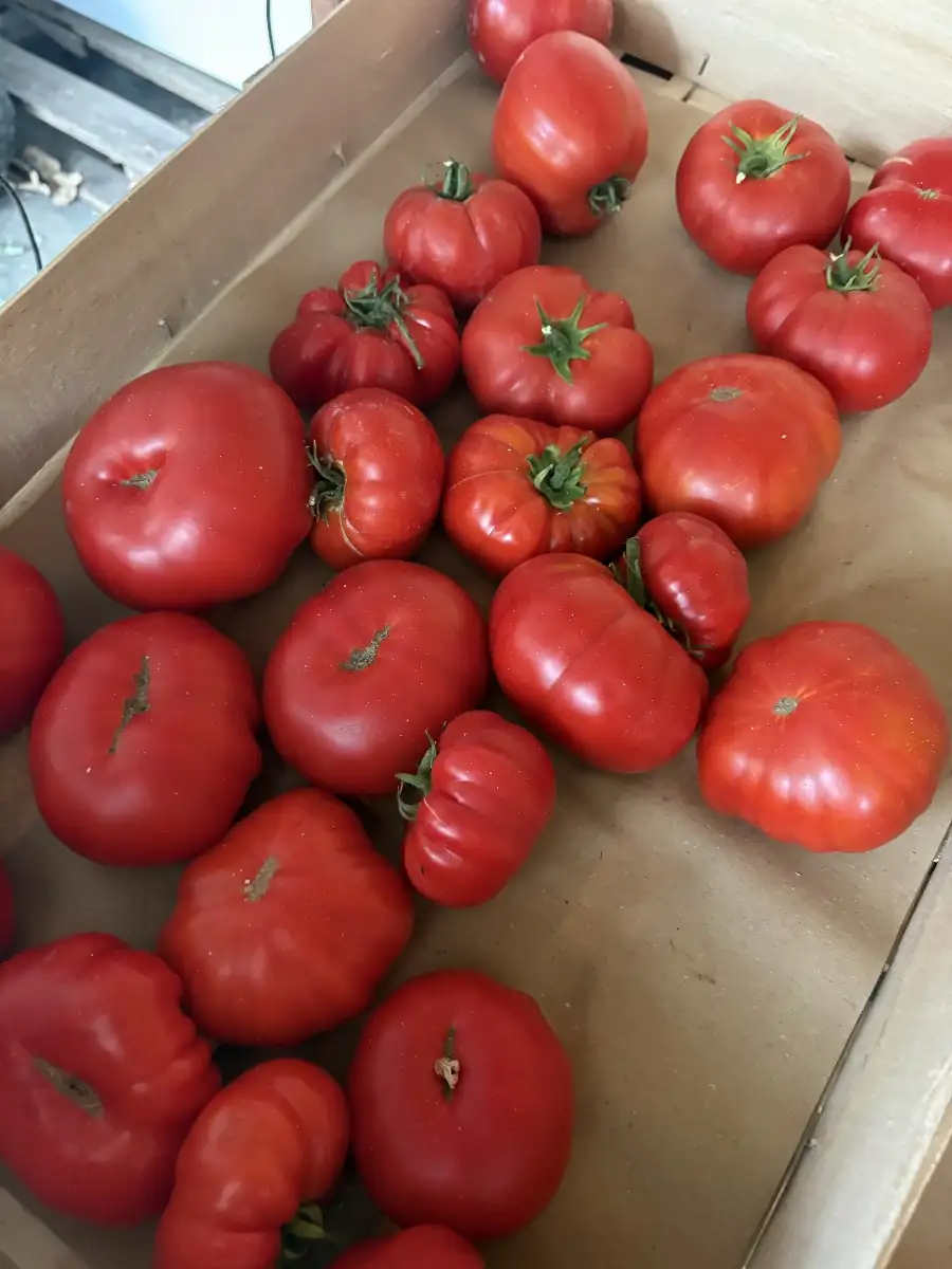 Tomates Prix au Kilo