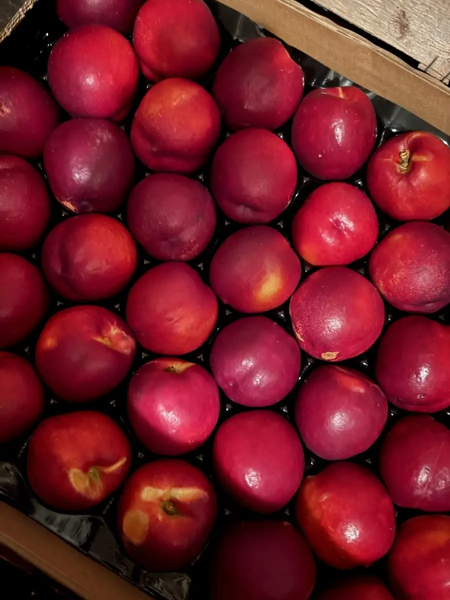 Nectarines blanches prix au kg