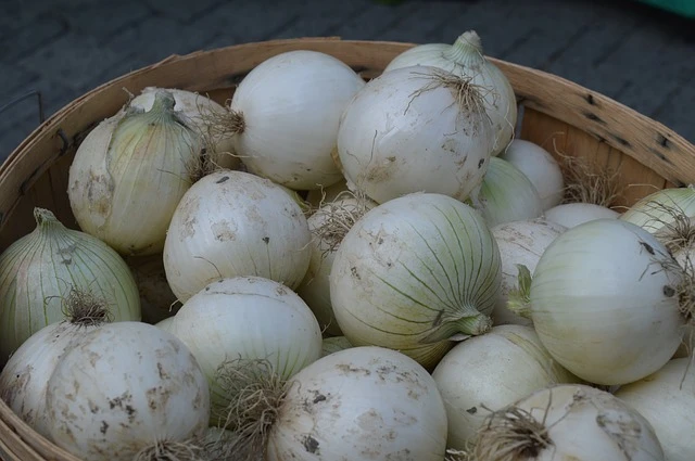 Oignon blanc frais prix au kg