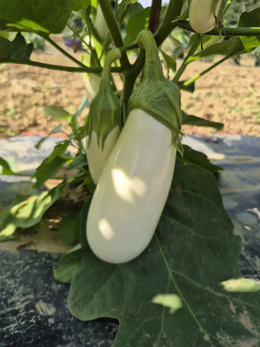 Aubergine blanche prix au kg