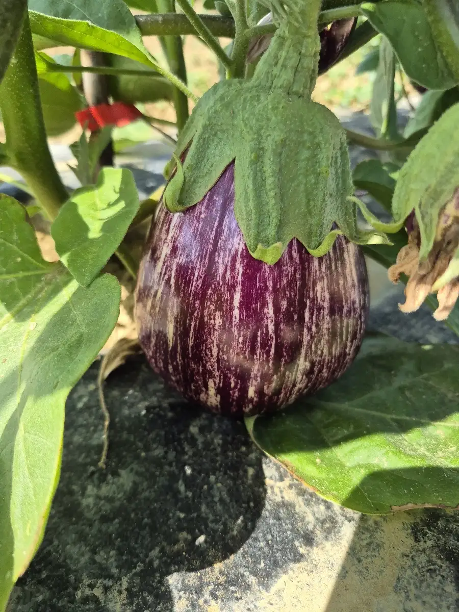 Aubergine zébré prix au kg