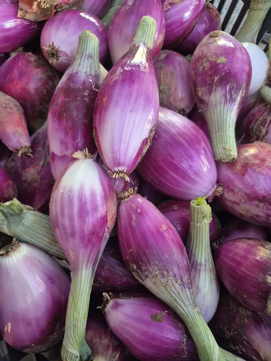 Oignons Cébans prix au kg