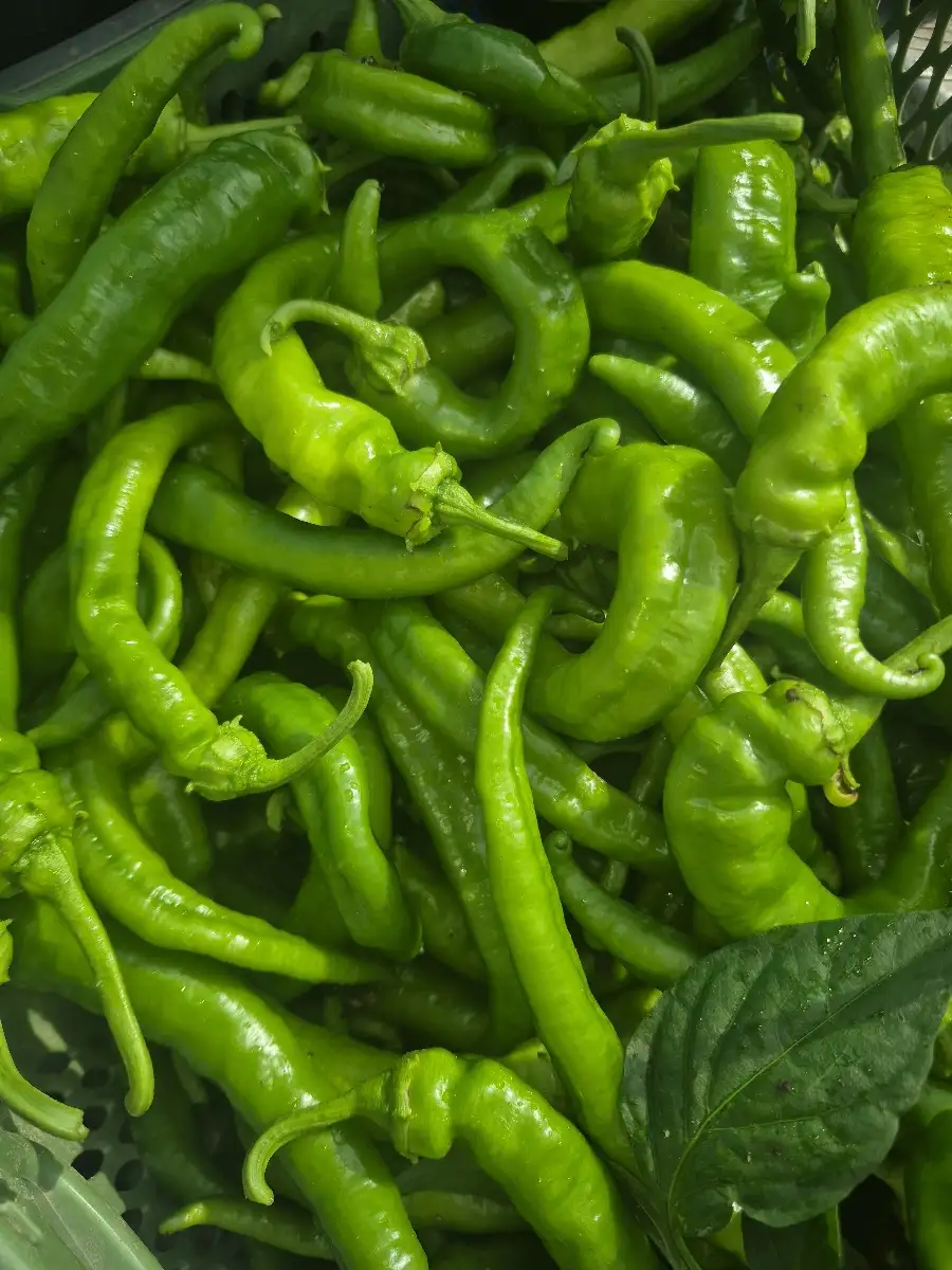 Piments doux des Landes prix au kg