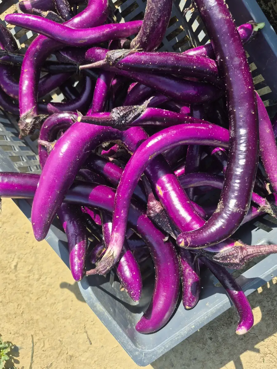 Aubergine chinoise prix au kg