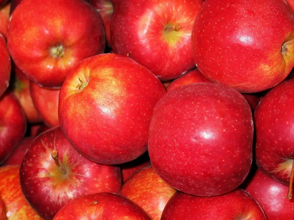 Pomme Gala prix au kg