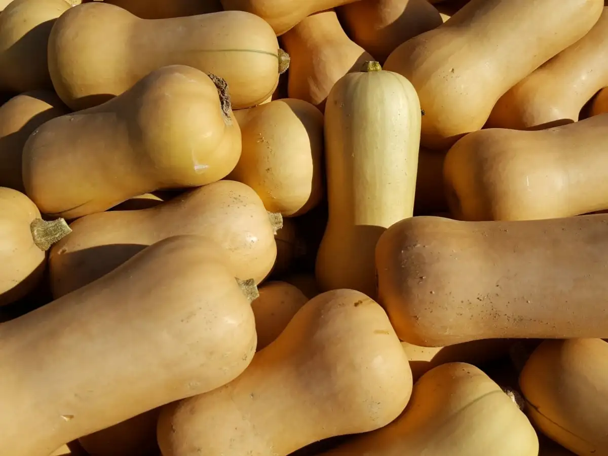 Butternut Prix au kg