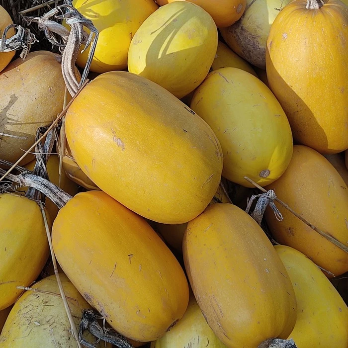 Courges spaghetti Prix au kg